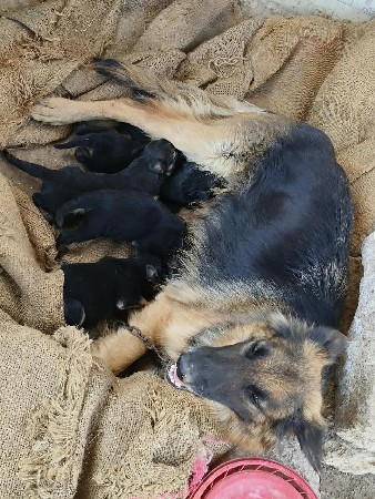 જર્મન સેફડ