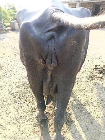 ભેંસ વેચવાની છે