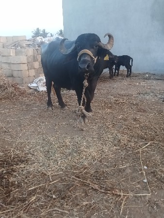 વેતર માં 3
