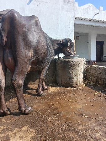 ભૈસ