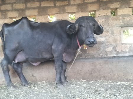 અસલ જાફરાબાદી નસલ ની ટોપલી