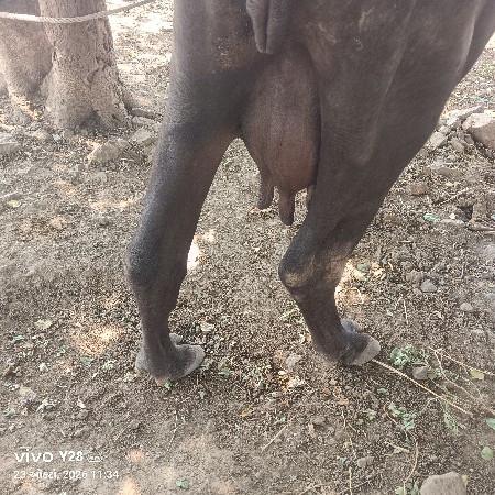 ભેંસ વેચવાની છે