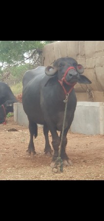 ભેંસ વેચવાની છે