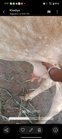 આબે ગાય વેસવાનિસે સાવસોજી