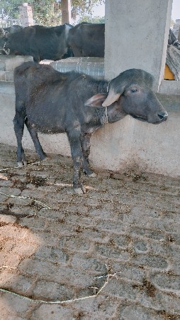પાડો