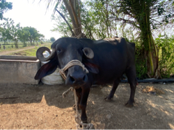 ભેંસ વેચવાની છે