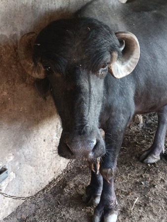 વેતર પેલૂ