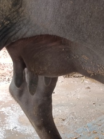 ભેંસ વેચવાની છે