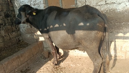 વેસવાની છે
