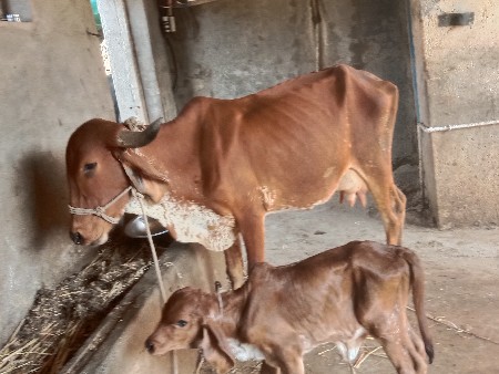 ગાય  વેચવાની છે