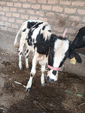 આ બે વાછરડી વેચવાની છે