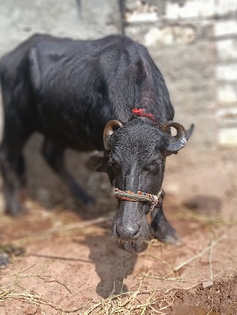 3.5 થી 4  વર્ષ ની છે ગાભણ નથી