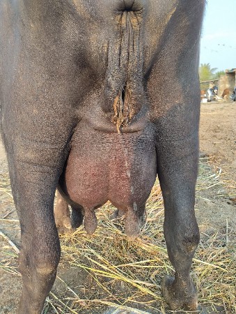 ભેંસ વેચવાની છે 3જુ વેતર
