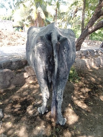 વેચવાની સે