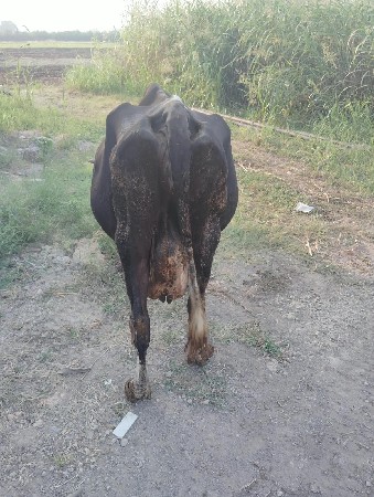 ગાય વેચવાની છે