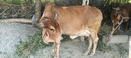 વેચવાની