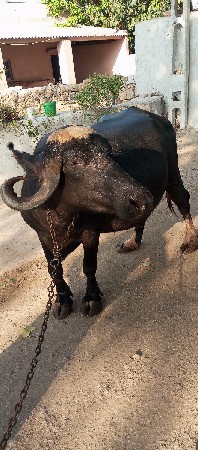 ભેસ વેસવાની સે