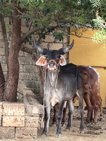 આવો ગોધલો લેવાનો છે
