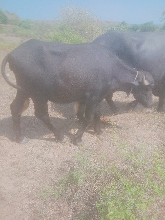 પાડી વેચવાની છે