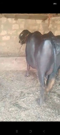 ભેસવેવાનિસે