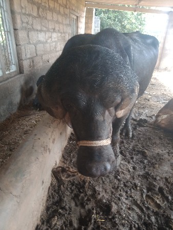 gafarabadi pado