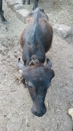 પાડો વેચવાનો છે