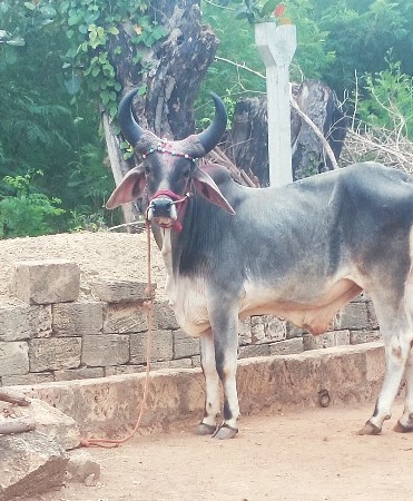 આવો ગોઢલો લેવાનો છે જમણિયાર