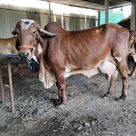 ગાય વેચવાની છે