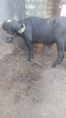 પાડો વેચવાનો છે