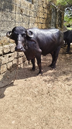 પેલું વેતર ૬ દાંતે છે