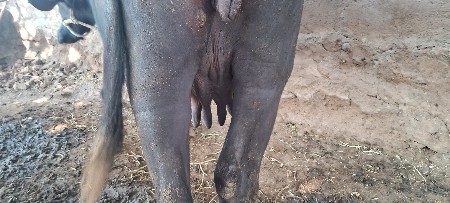 ભેંસ