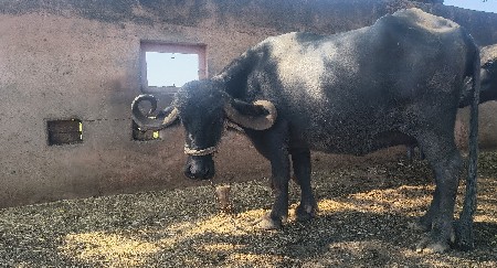 વેચવાની