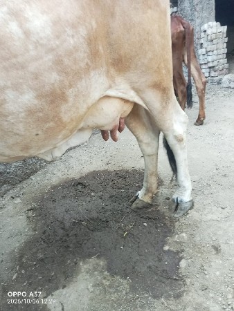 3 વેતર