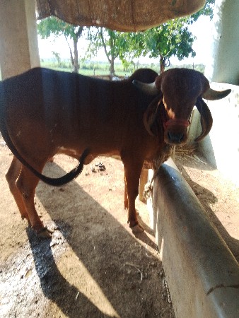 ગાય પારવા આવવાની છે