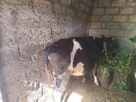 gay vechvani che