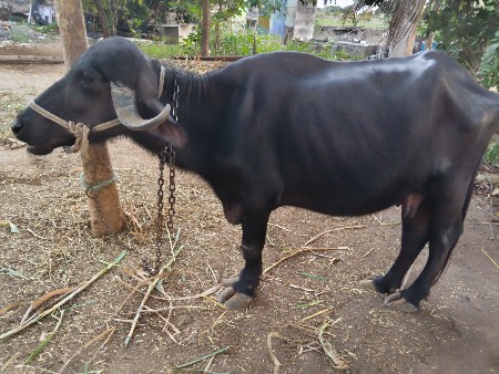 ભેંશ વેચવાની