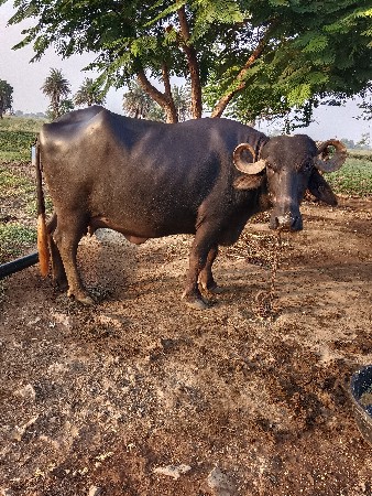 bhesh vechava ni chhe