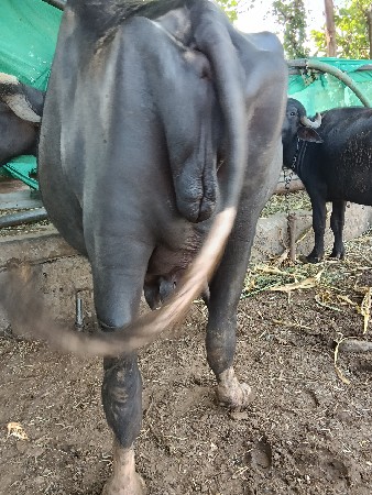 ભેંસ વેચવાની છે