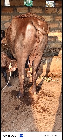 1 વેતર ભેશ