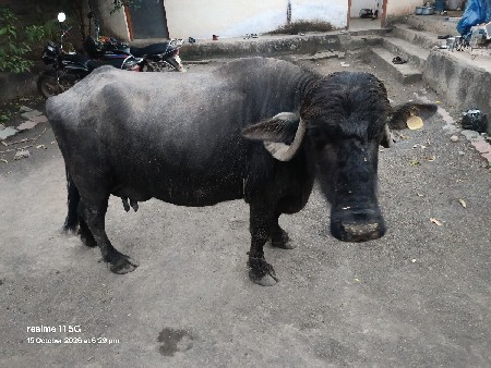 ભેંસ વેચવાની છે