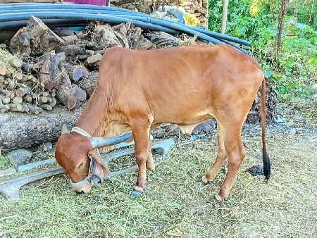 વેચવાની