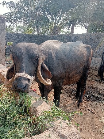 ભેંસ વેચવાની છે