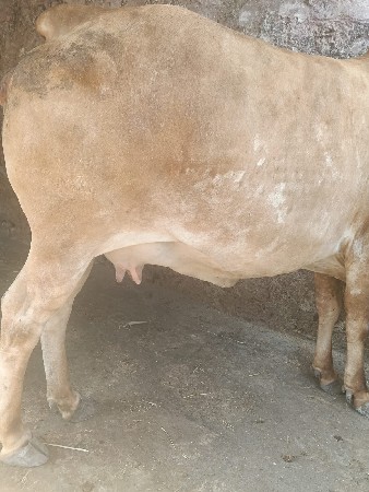 હોરકી વેચવાની છે