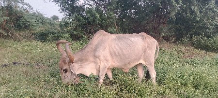 ફી..મા.દેવો