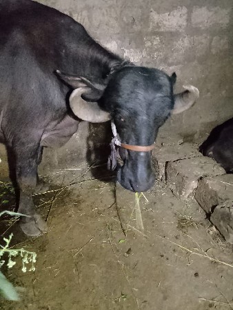 ભેંસ વેચવાની છે