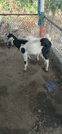 બકરી