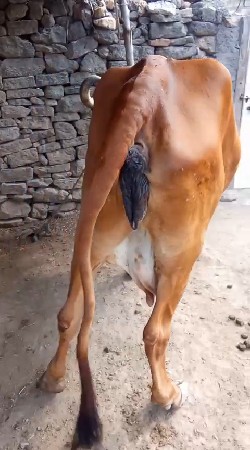 આ ગા વેચવાની છે