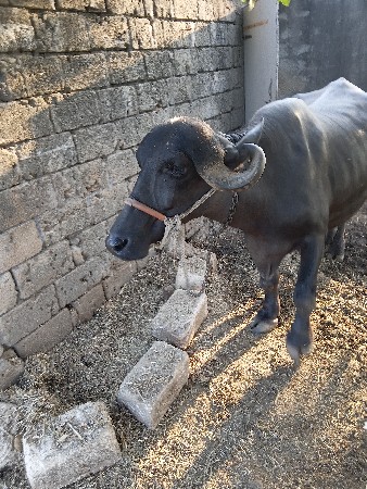 2 ખડેલી વેચવાની સે