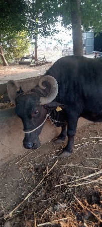 ભેંસ વેચવાની છે