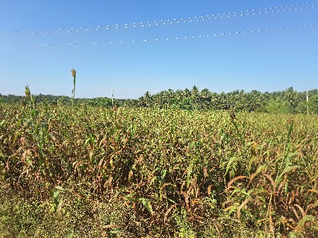લીલી જવાર નો સારો વેસવા નો સે